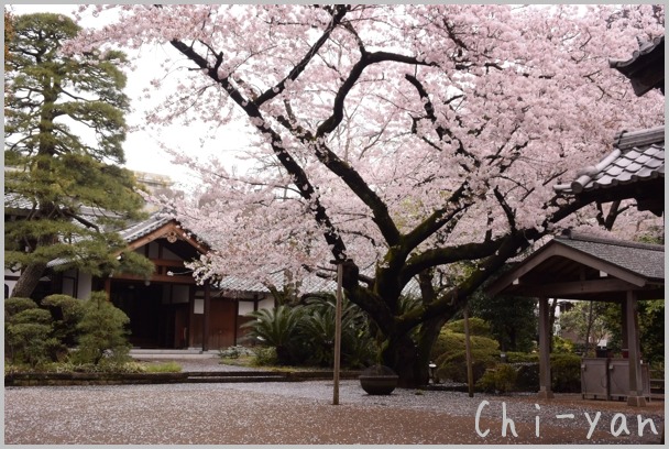 近くの桜の名所 - 光林寺_e0219011_20481333.jpg