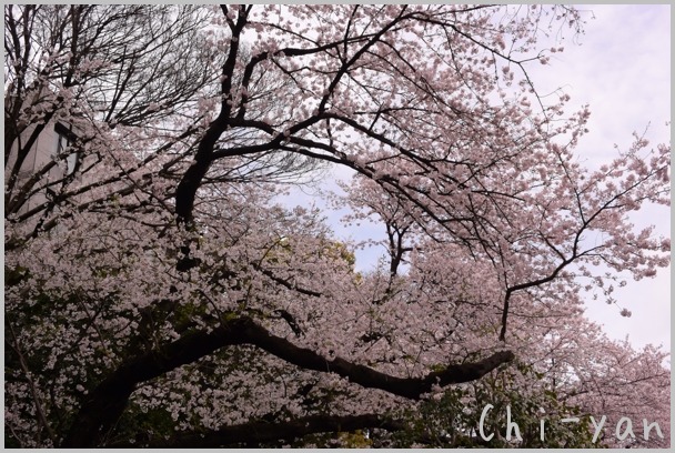 近くの桜の名所 - 光林寺_e0219011_20485338.jpg