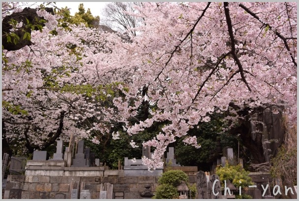 近くの桜の名所 - 光林寺_e0219011_20492381.jpg