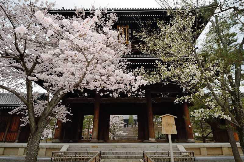 京の桜巡り2016＠黒谷　金戒光明寺_f0032011_19444756.jpg