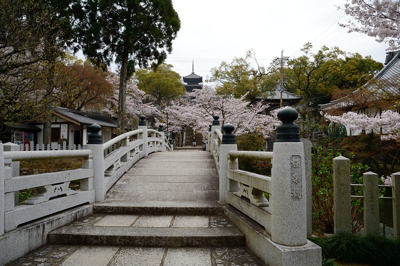 京の桜巡り2016＠黒谷　金戒光明寺_f0032011_19455510.jpg