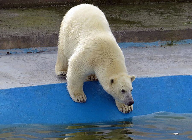 ロシア北東部・ヤクーツク動物園で最年少の繁殖成功に挑んだ昨年のコルィマーナとロモノーソフの若いペア_a0151913_32470.jpg