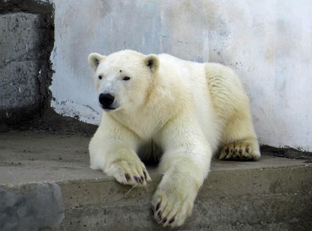 ロシア北東部・ヤクーツク動物園で最年少の繁殖成功に挑んだ昨年のコルィマーナとロモノーソフの若いペア_a0151913_37147.jpg