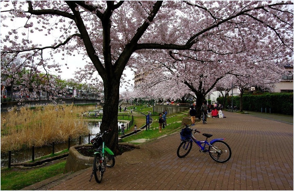 桜咲く木の下で_c0352813_17271078.jpg