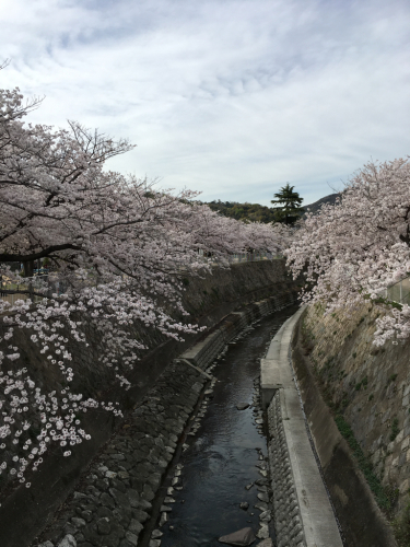 桜花爛漫_d0184114_16034265.jpg