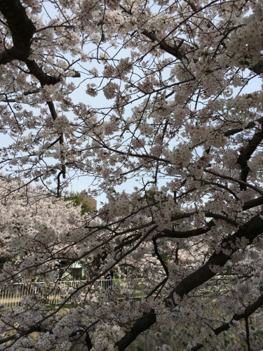 桜花爛漫_d0184114_16034328.jpg