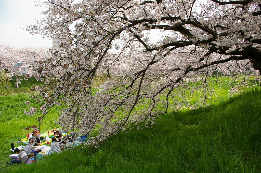 我が町　越谷・元荒川の桜_e0175614_15391862.jpg