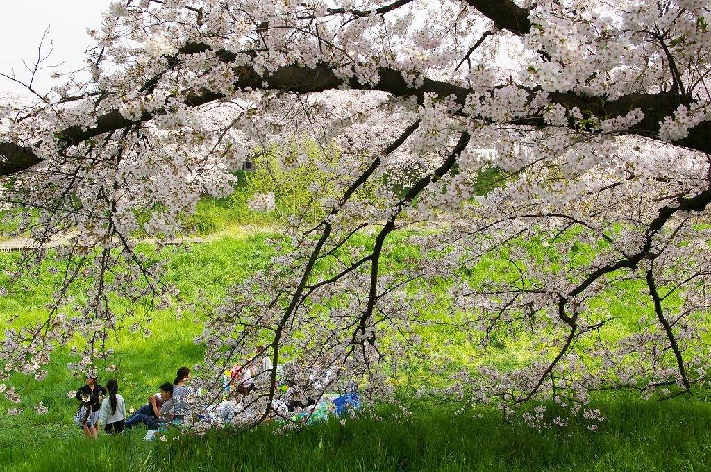 我が町　越谷・元荒川の桜_e0175614_15394148.jpg