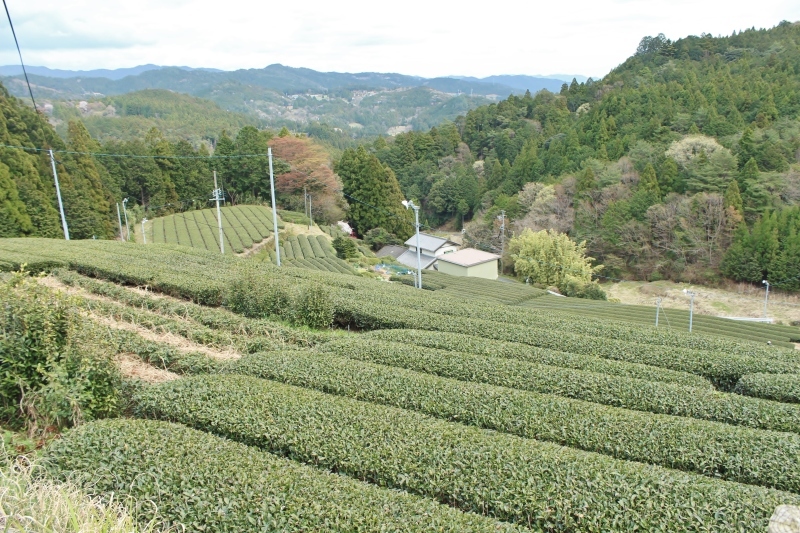 天竜より我が家へ_b0220318_16594832.jpg