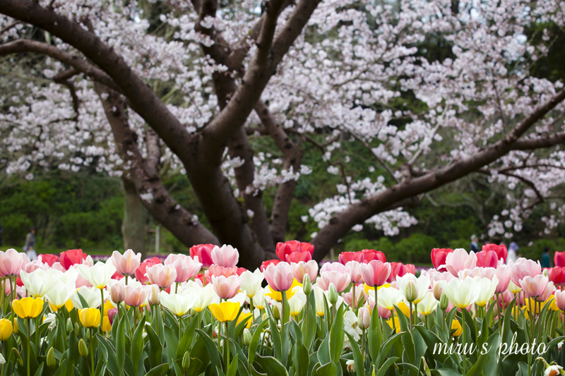 最大の見せ場☆花フェスタ2016_c0037519_2214065.jpg