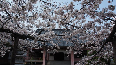 4/6 大榮寺の桜、いまが見頃です！_e0135219_14425192.jpg
