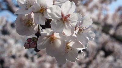 4/6 大榮寺の桜、いまが見頃です！_e0135219_14441482.jpg