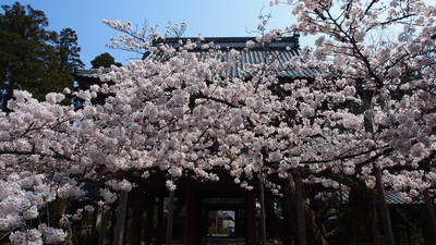 4/6 大榮寺の桜、いまが見頃です！_e0135219_14444390.jpg
