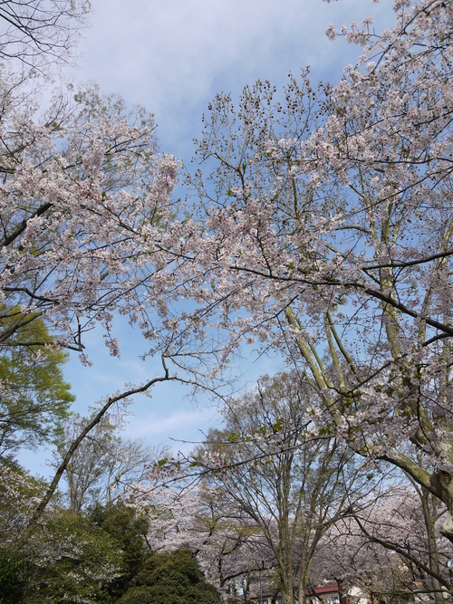 2016年　桜_f0186021_2133443.jpg