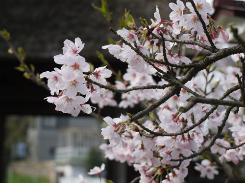 2016年　桜_f0186021_21355082.jpg