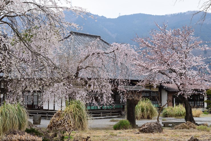 長瀞 道光寺 ～桜～_d0319222_9102767.jpg