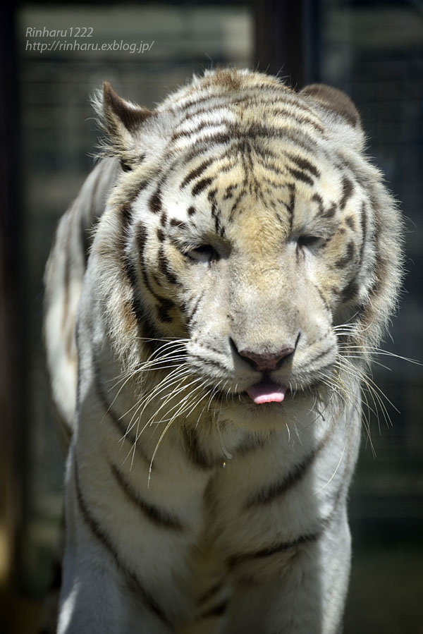 16 3 東武動物公園 ホワイトタイガーのロッキー White Tiger 青空に浮かぶ月を眺めながら 16 3 東武動物公園 ホワイトタイガーのロッキー White Tiger 青空に浮かぶ月を眺めながら