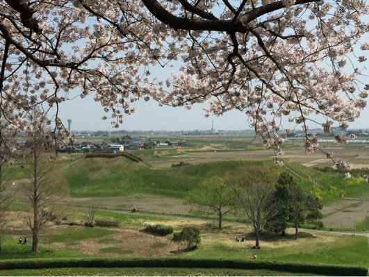 さきたま古墳群の桜_b0071624_19241429.jpg