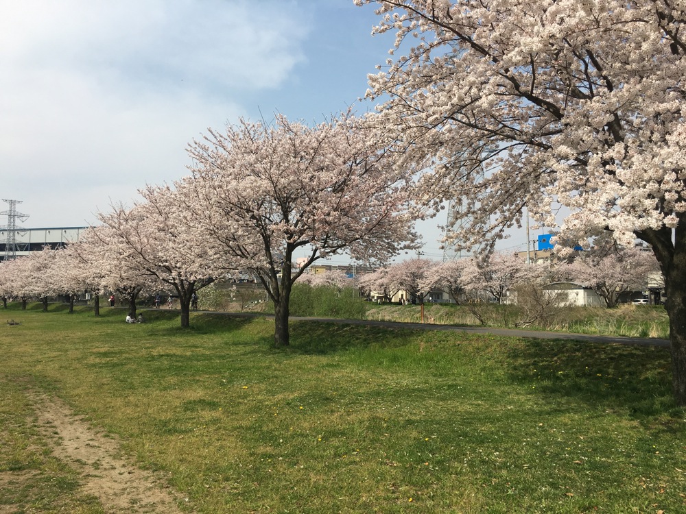 手賀沼の桜/2016年春_c0004024_17362244.jpg