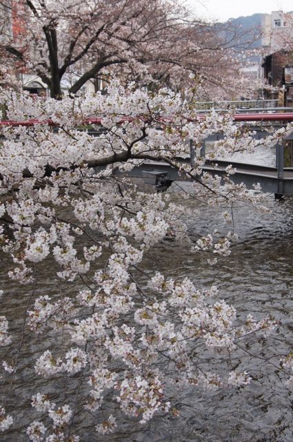 サクラサンポ3　祇園〜哲学の道_d0195524_1932489.jpg