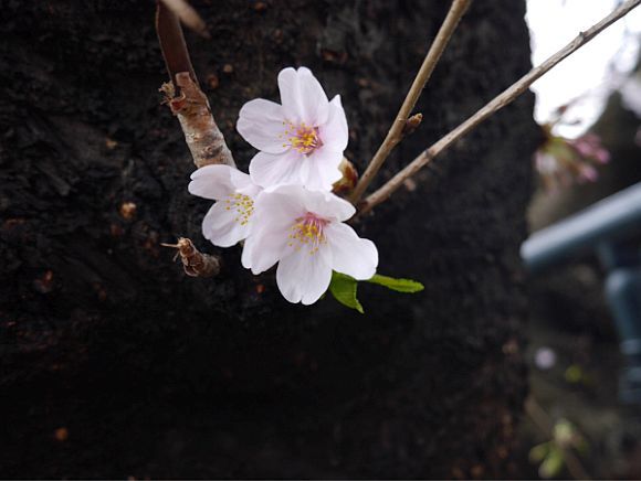 鶴見川の桜をおチビと撮った。_e0108126_21025903.jpg