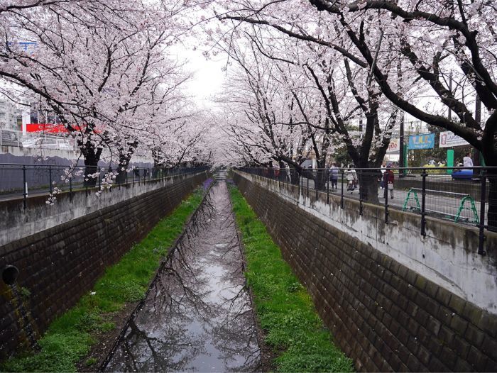 鶴見川の桜をおチビと撮った。_e0108126_21123002.jpg