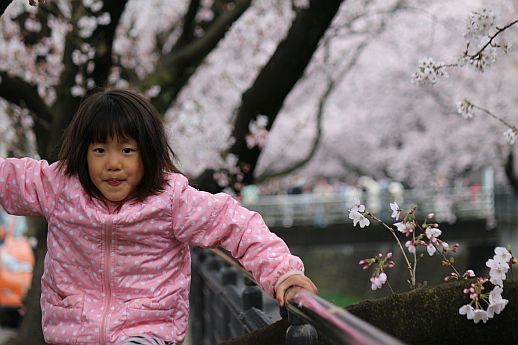 鶴見川の桜をおチビと撮った。_e0108126_21145545.jpg