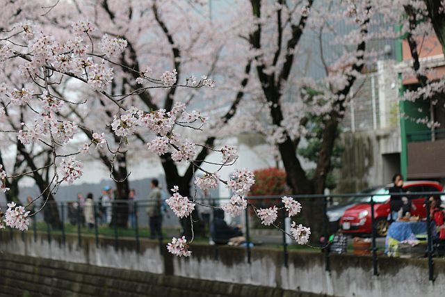 鶴見川の桜をおチビと撮った。_e0108126_21164398.jpg