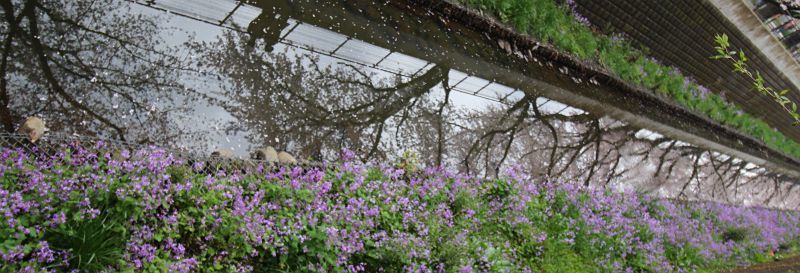 鶴見川の桜をおチビと撮った。_e0108126_21174014.jpg