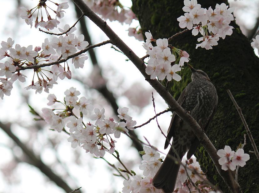 鶴見川の桜をおチビと撮った。_e0108126_21183739.jpg