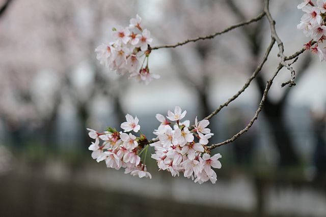 鶴見川の桜をおチビと撮った。_e0108126_21190242.jpg