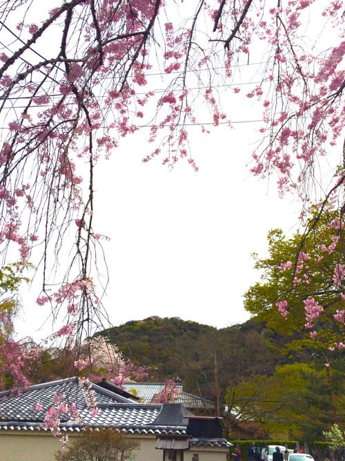 桜_a0197730_2103788.jpg