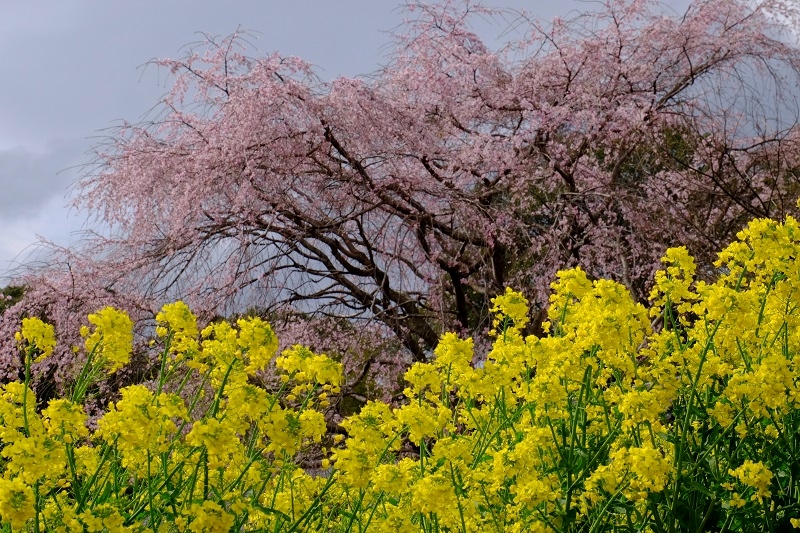 桜の代わりに_b0230131_630168.jpg