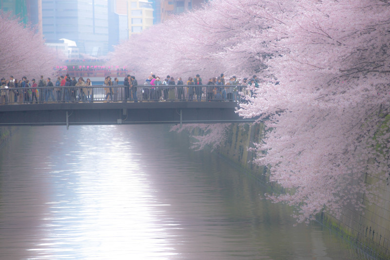 SAKURA　　　・・・目黒川・・・_f0333031_06052846.jpg