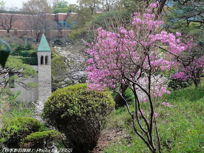 椿山荘の桜_a0195032_20435120.jpg