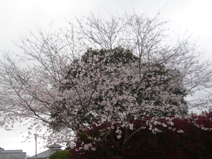 a0206332_1214538.jpg
