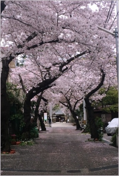 弓弦羽神社でお花見_d0017632_00062910.jpeg