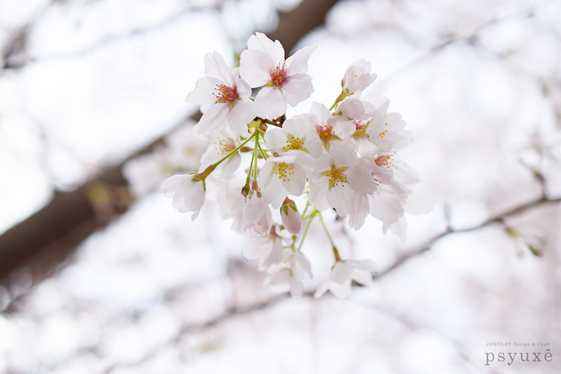 春の花_e0131432_15095233.jpg