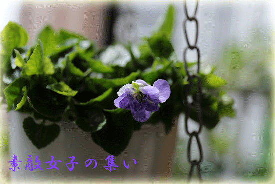a0245136_13224545.gif