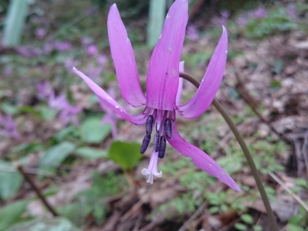 春一番の花　その３_f0224736_15402833.jpg