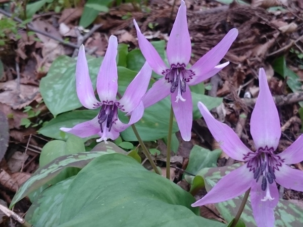 春一番の花　その３_f0224736_15410210.jpg