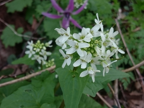 春一番の花　その３_f0224736_15413283.jpg