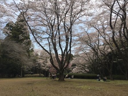 泉自然公園 サクラ満開のとき 散歩ガイド