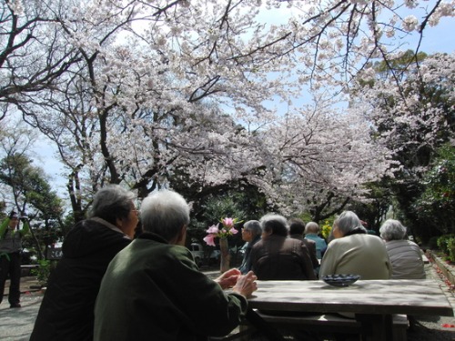 外出レク ~ 2016 お花見レク風景② ~_e0222340_18104212.jpg
