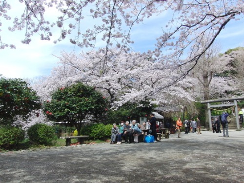 外出レク ~ 2016 お花見レク風景② ~_e0222340_1891029.jpg