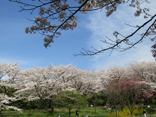 ４月８日   雨桜ですね。_f0117041_16284238.jpg