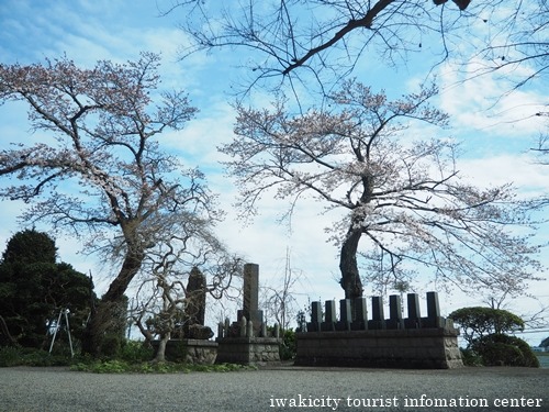 四倉地区　金光寺のサクラ [平成28年4月6日(水)更新]_f0105342_17364522.jpg