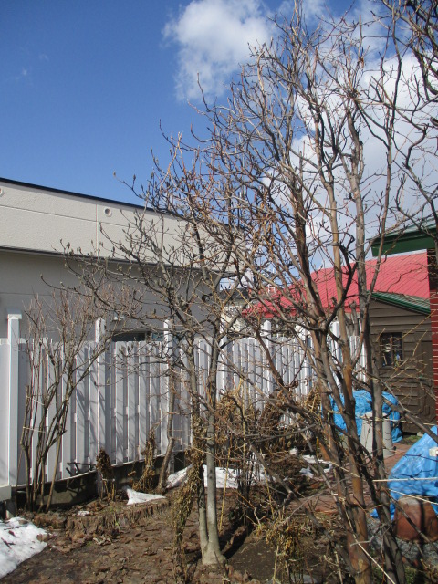 a0279743_950188.jpg