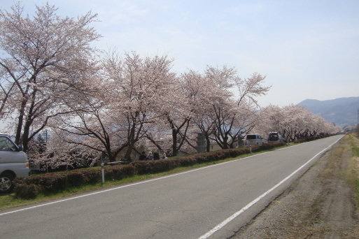 桜堤（さくらづつみ）_e0226943_23033240.jpg