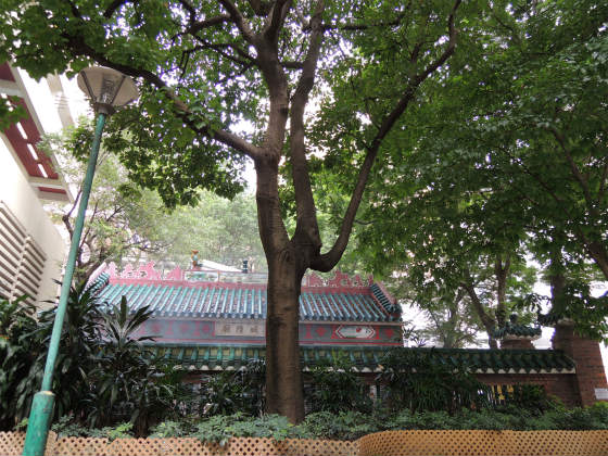 信仰の場所に寄り添う樹木たち　 ～ 香港の廟  その１ ～_e0248743_204168.jpg